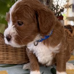 Boggle - Apricot female Goldendoodle puppy in Gilbert, Arizona from DogHouse Doodles