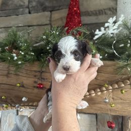 Ducky - Chocolate male Havanese puppy in Reese, Michigan from Windy Hill Havanese