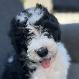 Boy 4 - Obi-Wan - NOW $1500! - Black and white Bernedoodle puppy in Lake Oswego, Oregon from Orchard Hill Bernedoodles