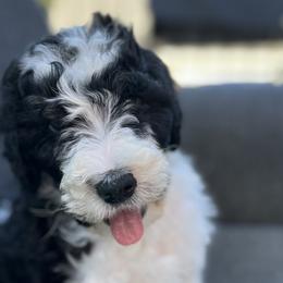 Boy 4 - Obi-Wan - NOW $1500! - Black and white Bernedoodle puppy in Lake Oswego, Oregon from Orchard Hill Bernedoodles