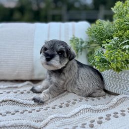 Giant Schnauzer and Miniature Schnauzer Puppies from Hillside Kennels