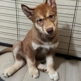 Boy 3 - male Native American Indian Dog puppy in Granby, Colorado from Turtle Island NAIDs