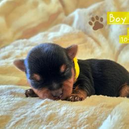 Sugar Cookie - Black and tan male Yorkshire Terrier puppy in Nitro, West Virginia from Kathryn's Yorkies