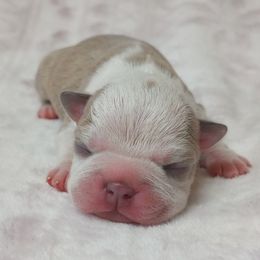 Skippy - Lilac male Boston Terrier puppy in Corning, California from SB Bostons