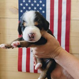 Light Blue Girl, Freedom - Black, white and red female Greater Swiss Mountain Dog puppy in Edinboro, Pennsylvania from Greater Swiss of Whitetail Acres