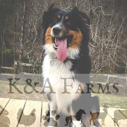 Jojo - Australian Shepherd