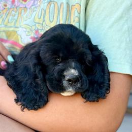 Boy 3 - Black and white male Cocker Spaniel puppy in Spanish Fork, Utah from Britts.Darling.Doodles