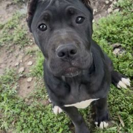 Girl 1 - Black female Cane Corso puppy in Sullivan, Missouri from Midwest Cane Corso in Action