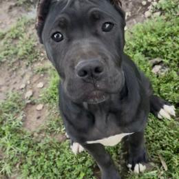 Girl 1 - Black female Cane Corso puppy in Sullivan, Missouri from Midwest Cane Corso in Action