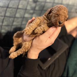 Muffin - Red male Cavapoo puppy in Tolono, Illinois from The Golden Rule Doodles