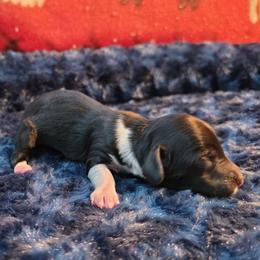 Black pie - Piebald female Dachshund puppy in West Plains, Missouri from Spring Creek Dachshunds