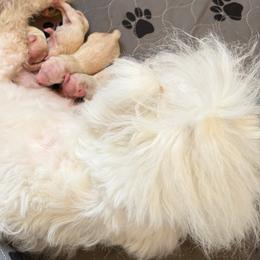 Boy 1 Blue - White male Coton de Tulear puppy in Ludington, Michigan from Cotten's Sunset Kennels