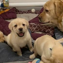 Labrador Retriever Puppies from Judy Lesch's Labrador Retrievers