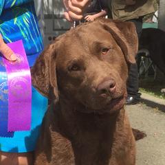 Colt - Chesapeake Bay Retriever