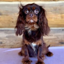Tootsie - Cavalier King Charles Spaniel