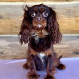 Tootsie - Cavalier King Charles Spaniel