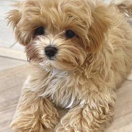 Maltipoo puppies from Doodle Pups Fur-Ever