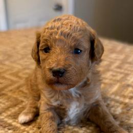 White collar girl - Red  female Goldendoodle puppy in Vian, Oklahoma from Dog Days Doodles