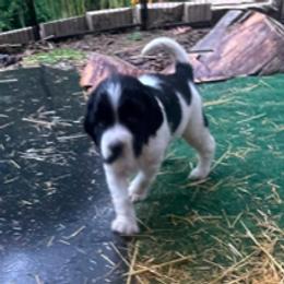 DASH - Black and white male English Springer Spaniel puppy in Sherwood, Oregon from Cherri's English Springer Spaniels
