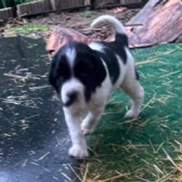 DASH - Black and white male English Springer Spaniel puppy in Sherwood, Oregon from Cherri's English Springer Spaniels