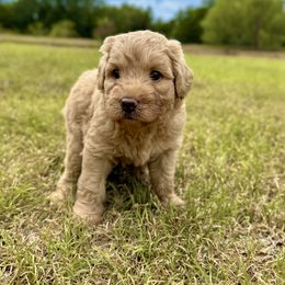 Chevy - Cream male Australian Labradoodle puppy in Manchaca, Texas from Heartrock Labradoodles