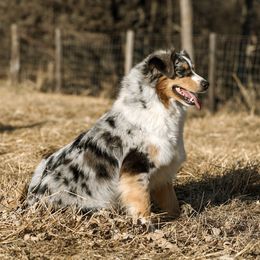 Shiloh - Australian Shepherd