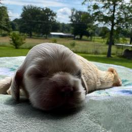 Finn - Cream male Cocker Spaniel puppy in Lake, Mississippi from MGs Cockers
