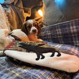 Boy 1 - Piebald male Dachshund puppy in Oelwein, Iowa from Shaffer Dachshunds