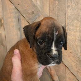 Buster - Fawn male Boxer puppy in Upper Sandusky, Ohio from Cornish Canines