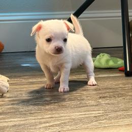 White boy price: 4,300 - White male Chihuahua puppy in Summerfield, Florida from Uey’s Chihuahuas