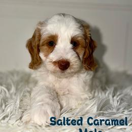 Salted Caramel - Apricot male Australian Labradoodle puppy in Beecher, Illinois from Erica’s Doodles