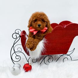 Cookie - Red  female Goldendoodle puppy in North Carolina from NC Doodle Puppies