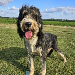 Molly - Bernedoodle