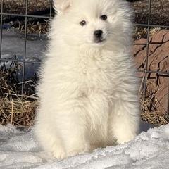 Little boy - White male American Eskimo Dog puppy in Duluth, Minnesota from Highland American Eskimo Dogs