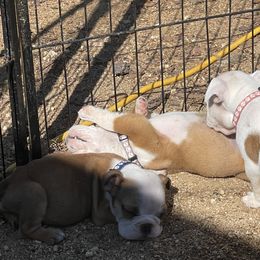 Bulldog Puppies from Wet Dog Ranch
