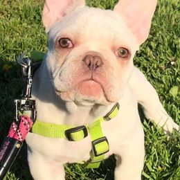 French Bulldogs from Diamond In The Ruff