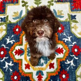Bernedoodle and Cavapoo Puppies from Dulcito Doodles