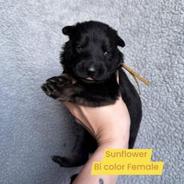 Sunflower - Black seal female German Shepherd puppy in New Cambria, Missouri from Des Hausraben Shepherds