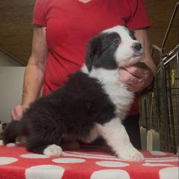 Girl 1 - Black female Border Collie puppy in Farmersville, Texas from Omegamtn Border Collies