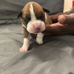 Girl 5 - Fawn female Boxer puppy in Denison, Texas from Keisha's Boxers