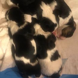 Cavalier King Charles Spaniels from Southern Beaus And Belles