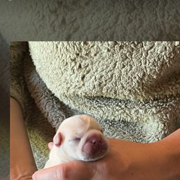 French Bulldog Puppies from 4T Ranch