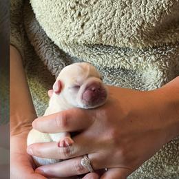 French Bulldog Puppies from 4T Ranch