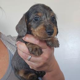October - Black and tan female Dachshund puppy in El Paso, Texas from Mells Weenies