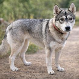 Saffron - Siberian Husky