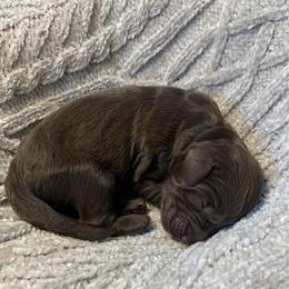 Brooks - Chocolate female Goldendoodle puppy in Calhoun, Georgia from FamilyLoved Doodles