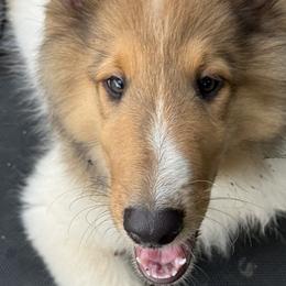 Collie puppies from Hedge Haven Farm