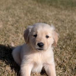Mercury - Golden male Golden Retriever puppy in Lakeside, Arizona from Tall Pines Goldens
