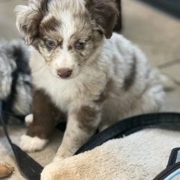 Aussiedoodle Puppies from Navarro Royal Pups