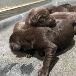 Chili - Chocolate female Labrador Retriever puppy in Mount Olive, Mississippi from 3 King Kennels